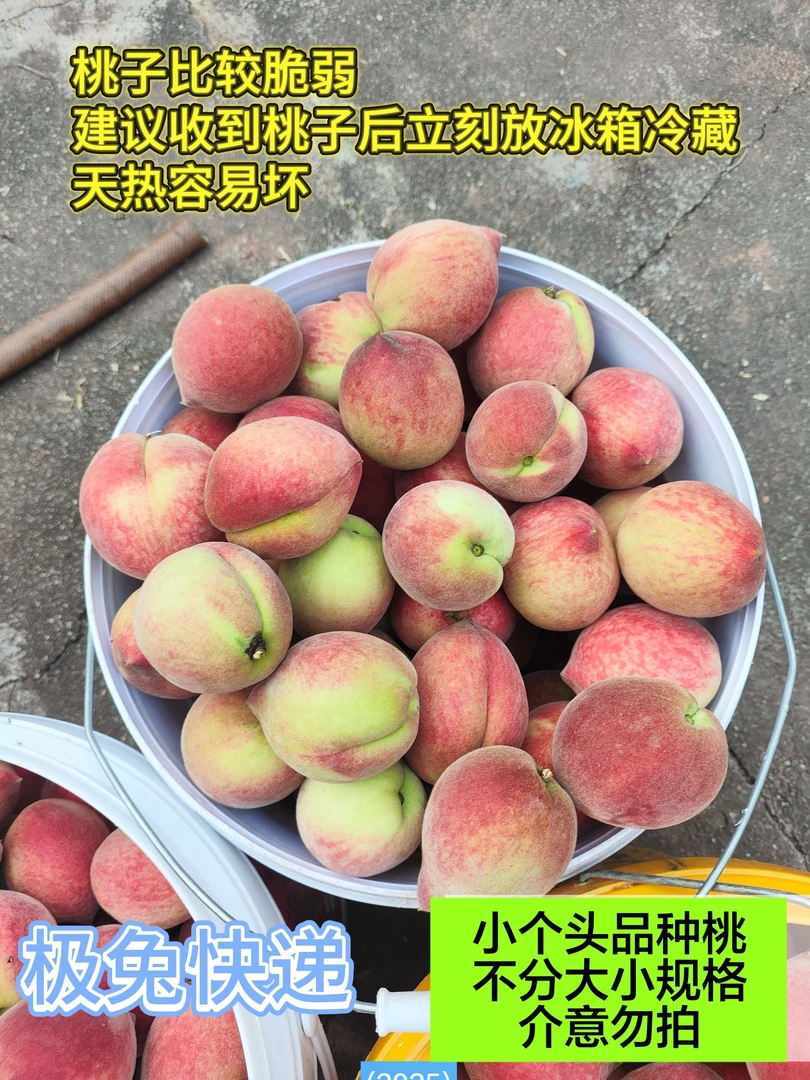 【红桃子25年卖完了,7月初有鹰嘴桃】老虎家桃子包邮新鲜现摘现发