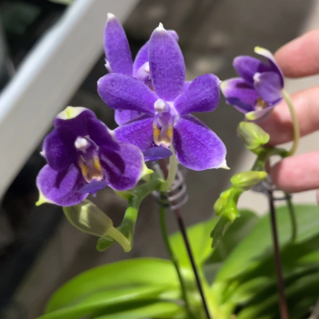 完全开放SWR GV交EQ狗-886