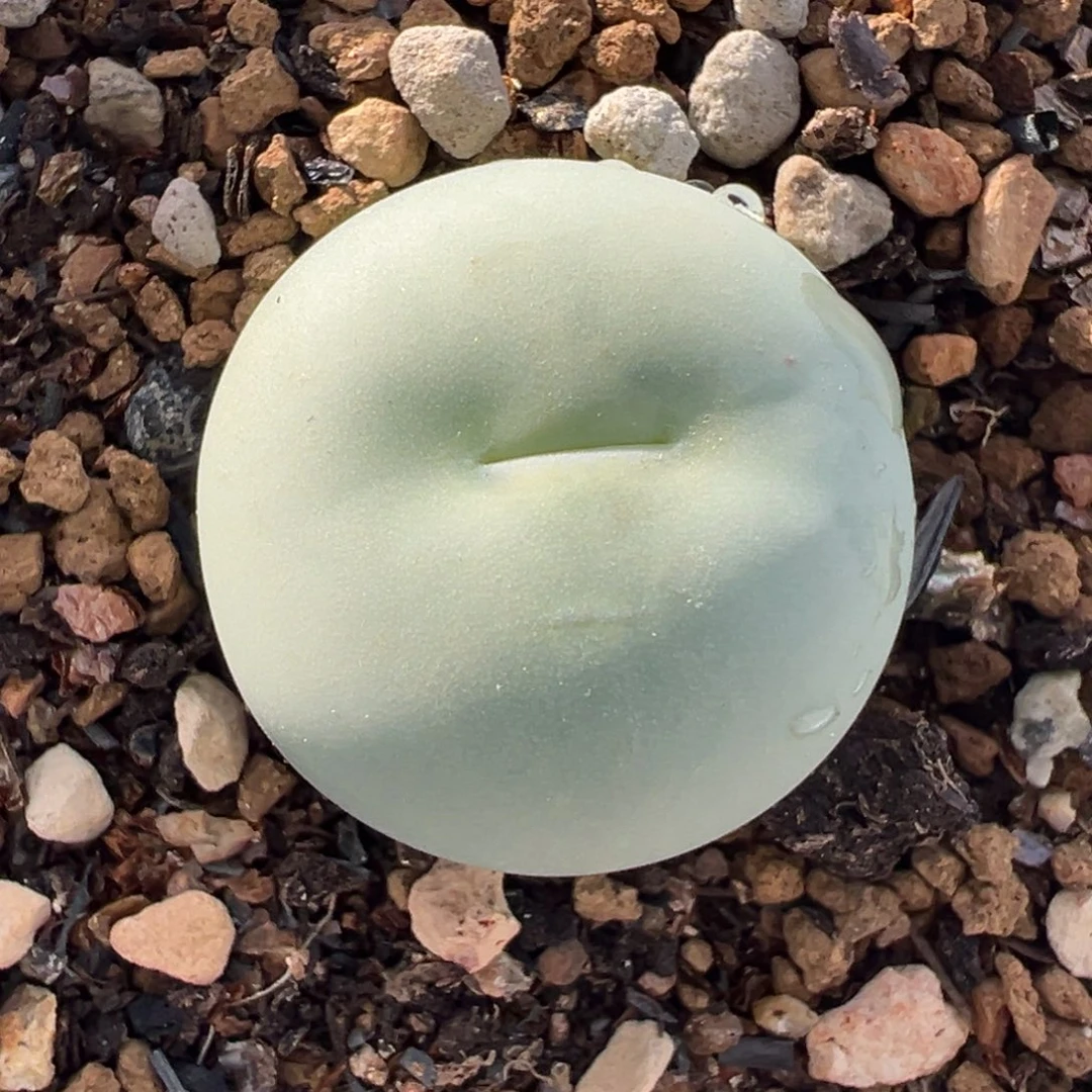 054多肉植物种类多样