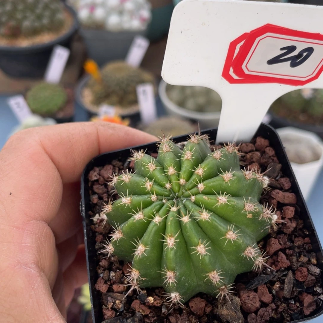 20往事多肉园仙人球