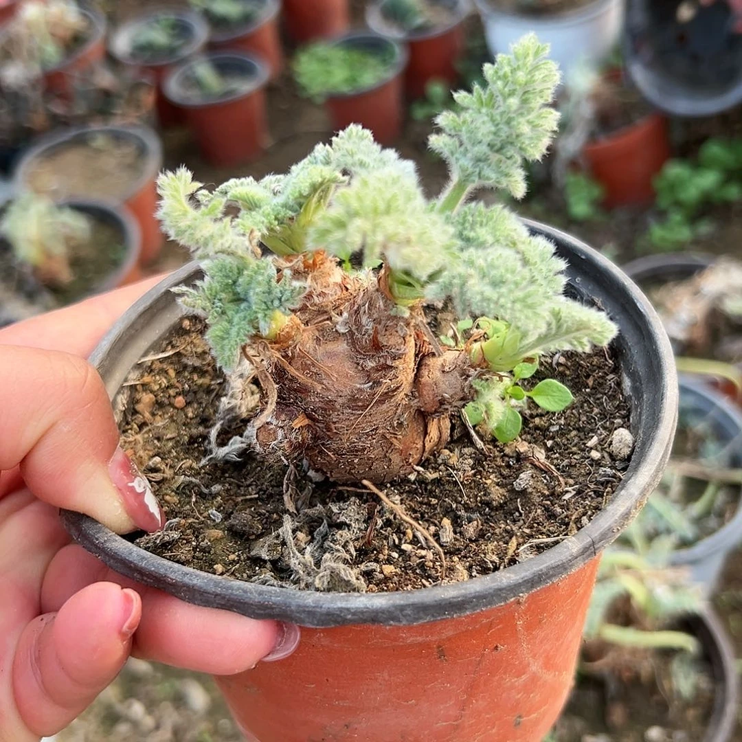 多肉植物雨衣洋葵