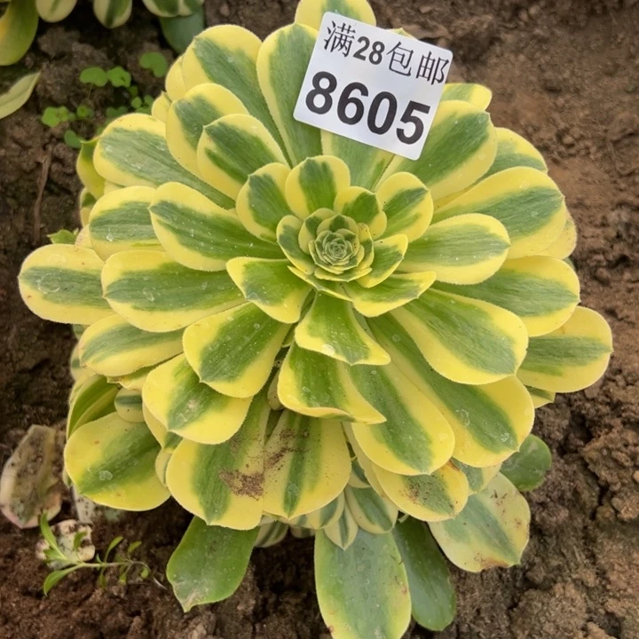 8605南雪莲多肉植物