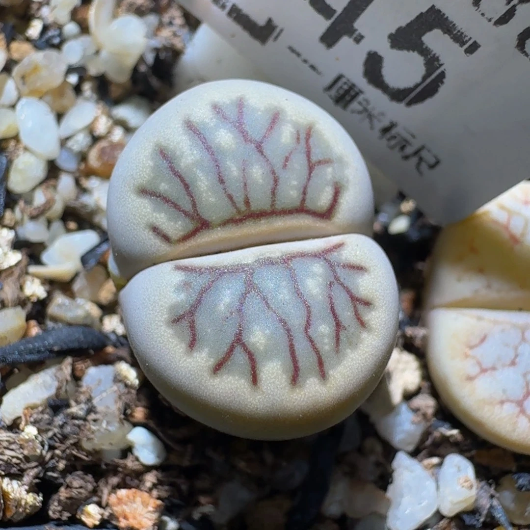 Ssss sss精品生石花面145