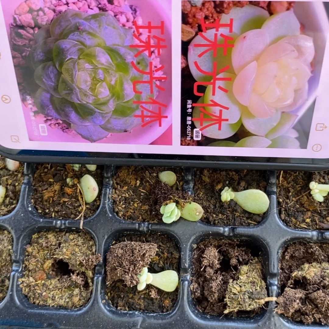 穴盘甜心小懒t12苗一个