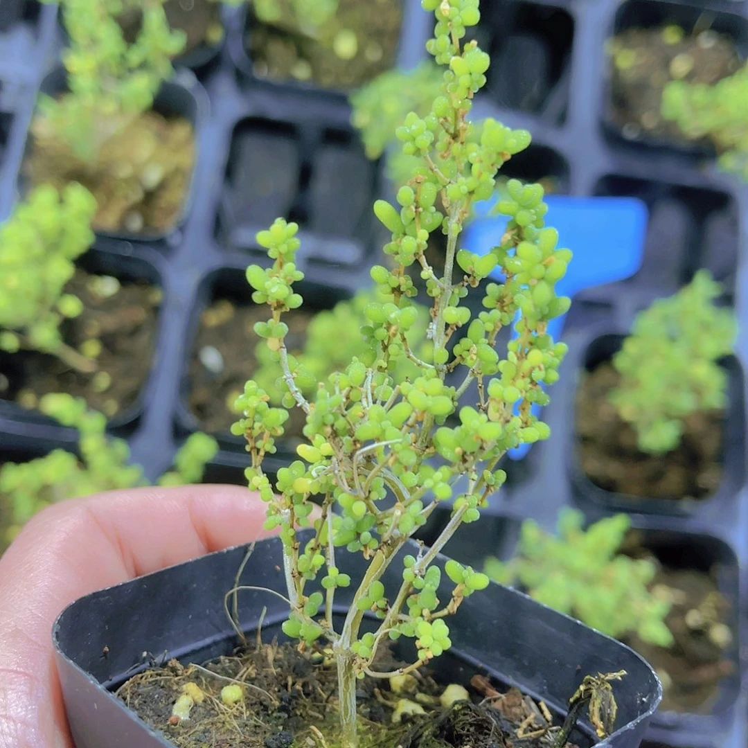 小米粒带盆土发满9.9包邮