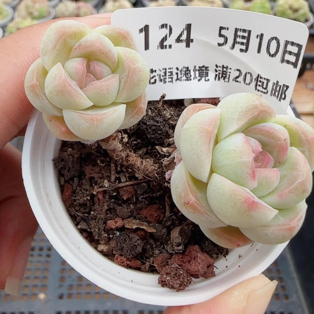 花语逸镜0510-124