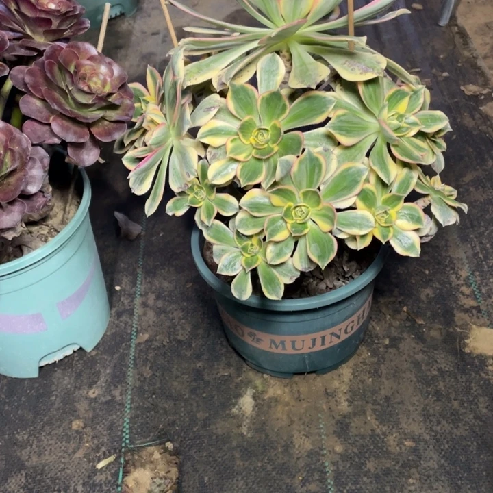 20灿烂多肉植物多肉多肉