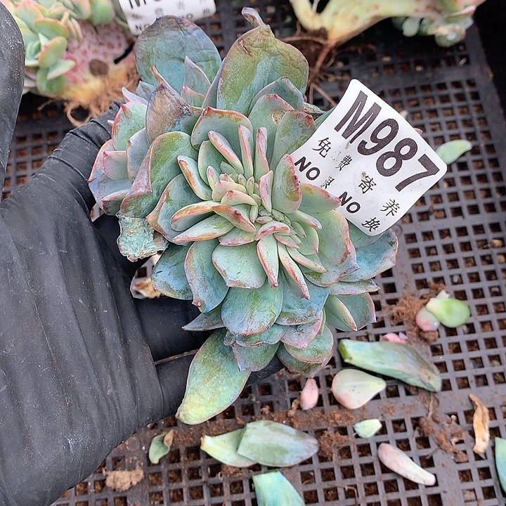 白凤缀化 有侧切 多肉植物25号左右发