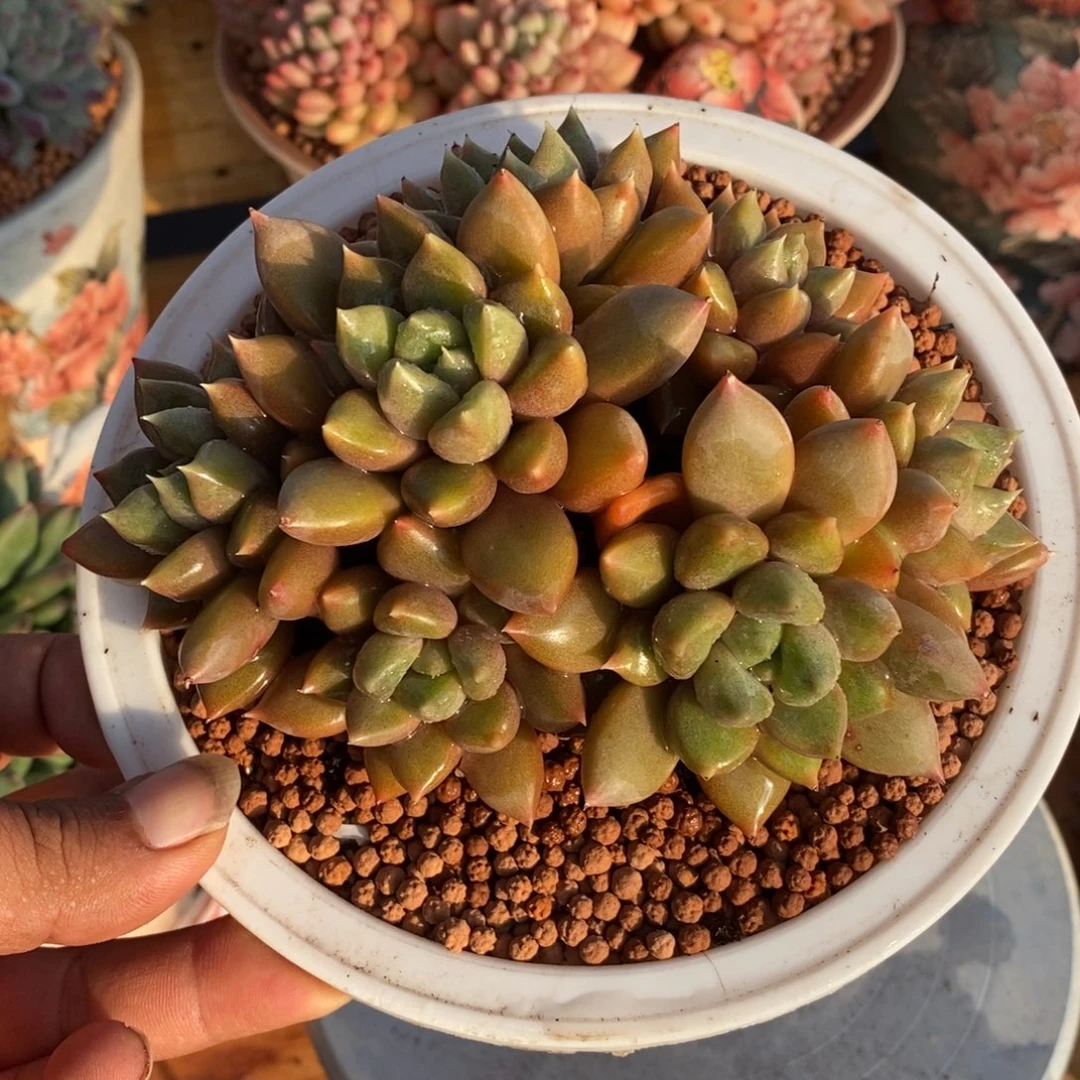 红象牙群多肉植物