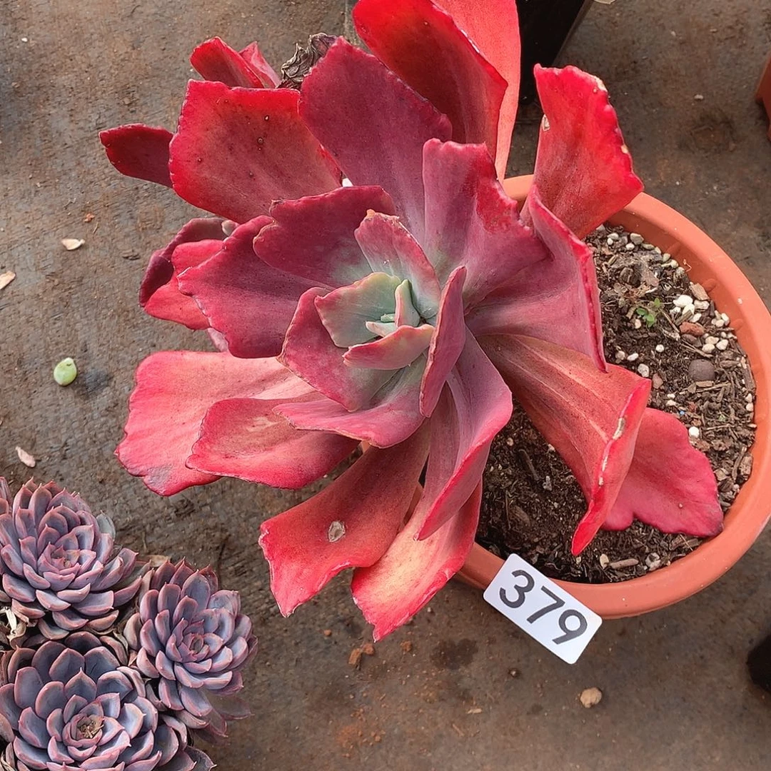 379钻石锦 一物一拍多肉