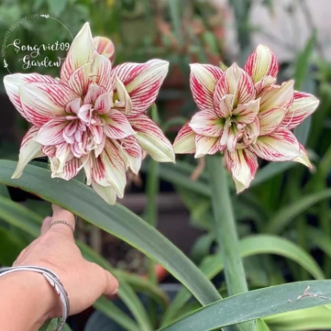 双凤蝶 三凤蝶朱顶红 sv09 sv20 双蜻蜓 hl006 绿凤凰朱顶红