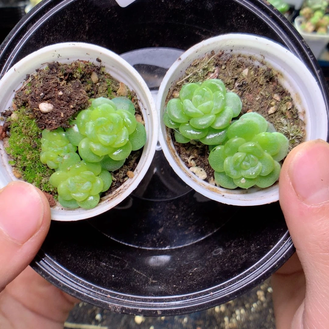 无花朵A23一英语英语英语英语英语