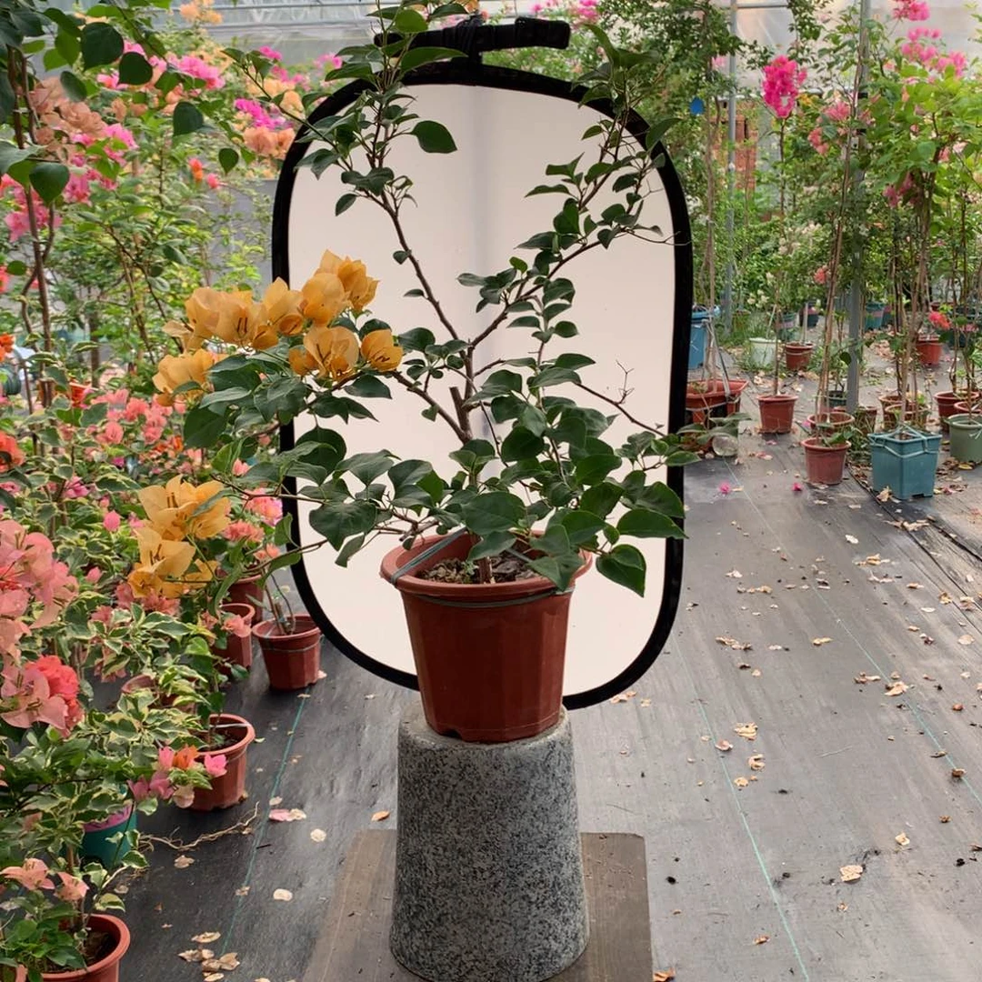 【闪购商品】完全开放黄色幻想