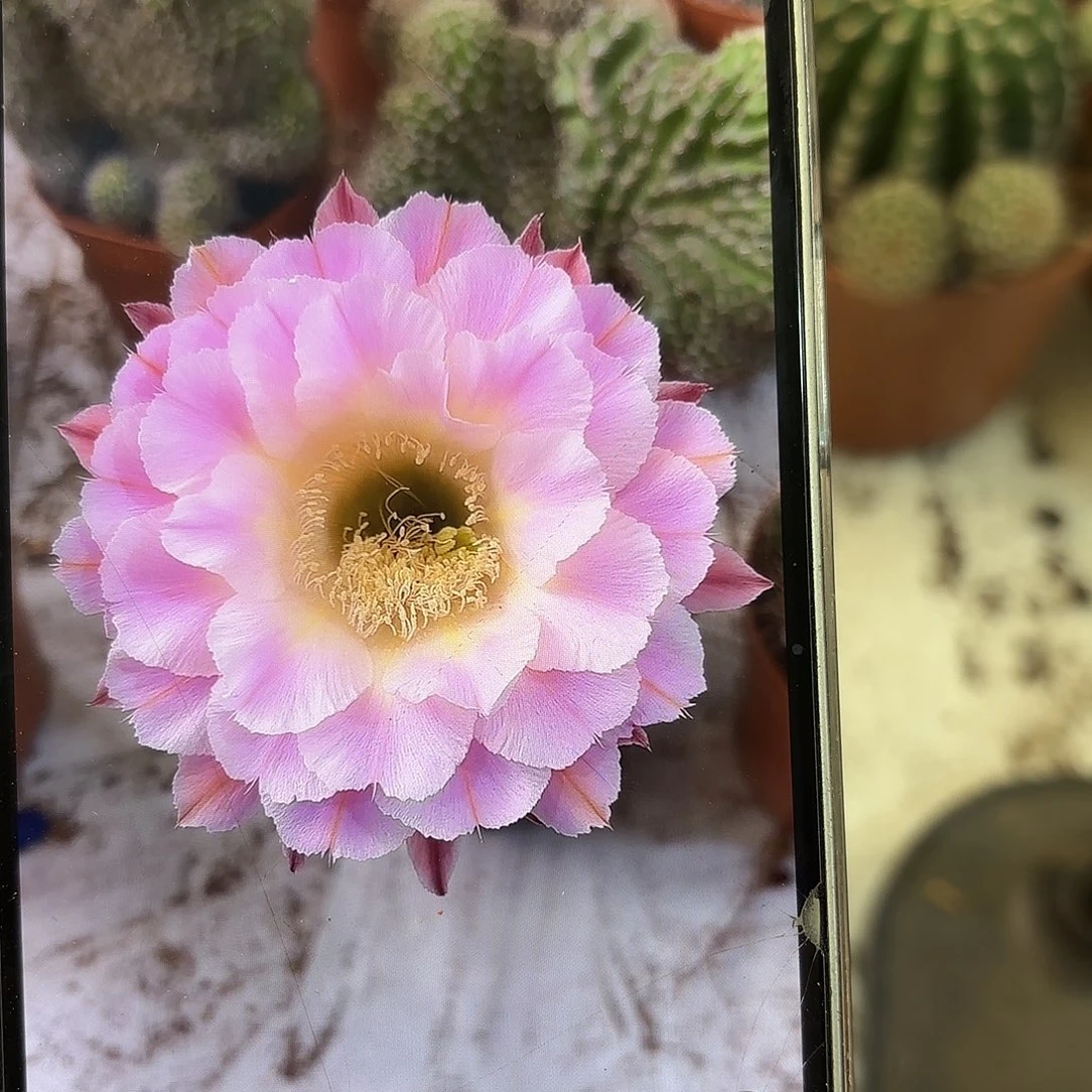 彩草紫霞7公分左右