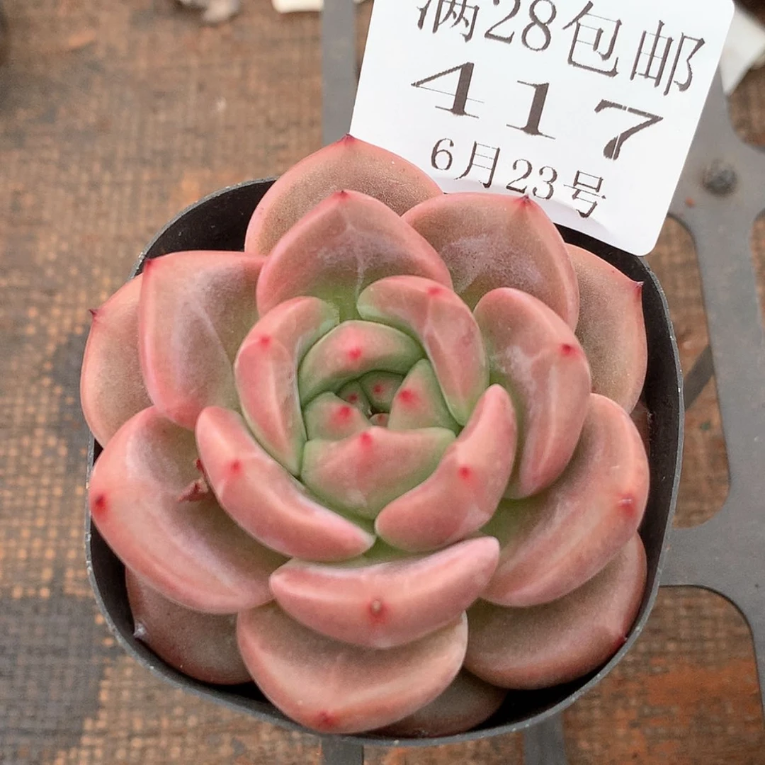 【闪购商品】云417号