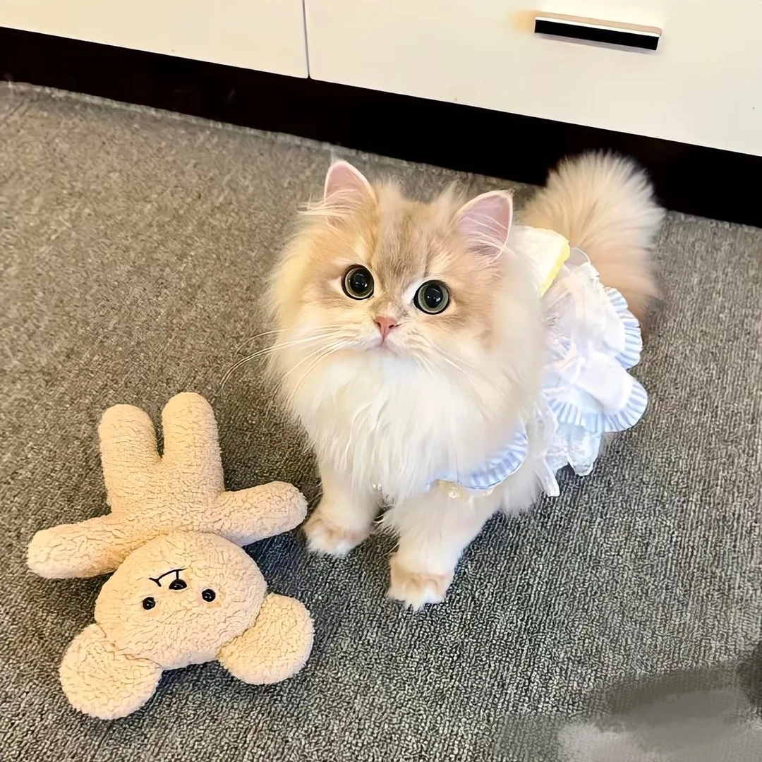 【吉宠亿家】宠宝宠物活体猫咪全款链接