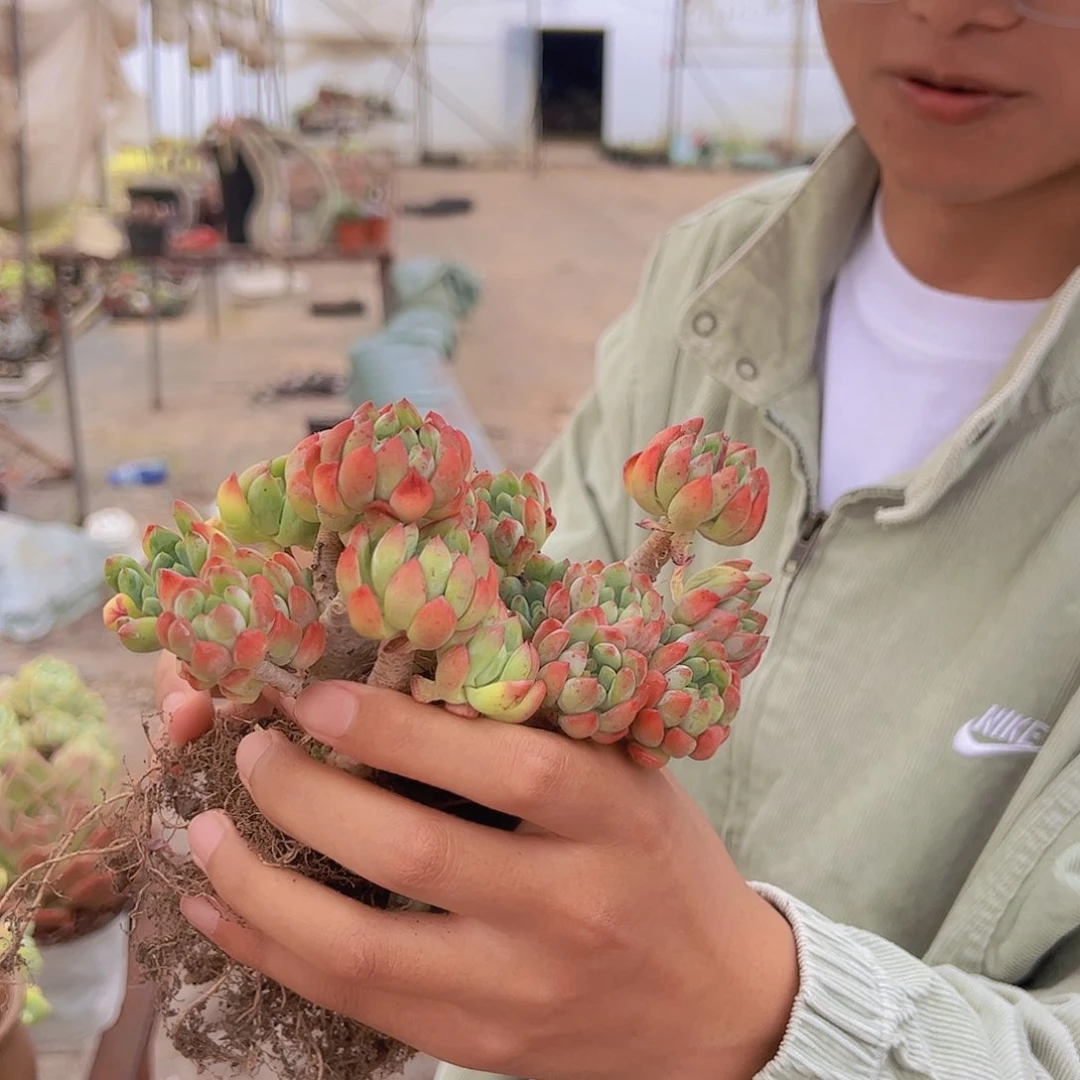 蓝苹果多头大盆群老桩