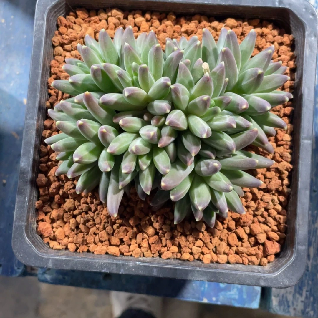 梵高一物一拍中通快递