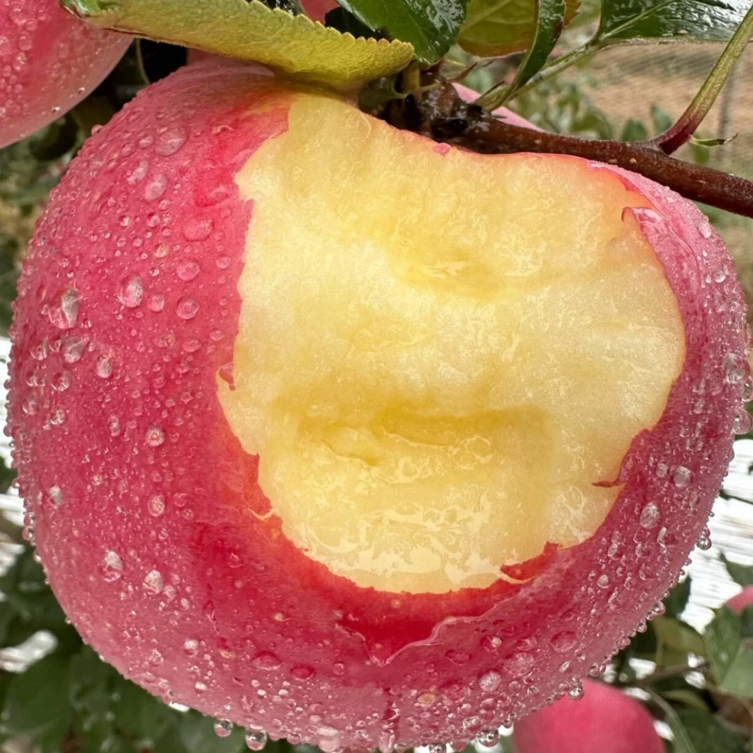 【仙果哆哆】洛川苹果新鲜脆爽g新鲜苹果陕西省