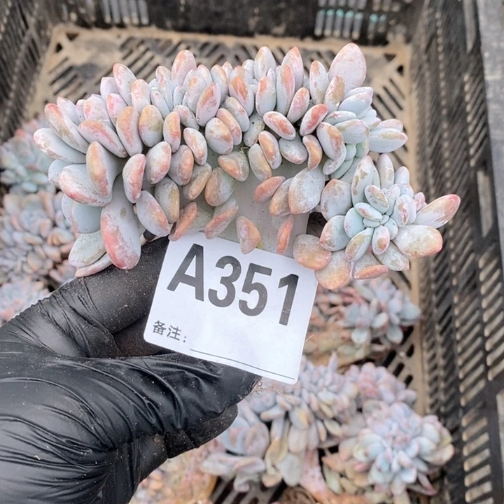 351粉兔缀哇哇哇哇哇哇