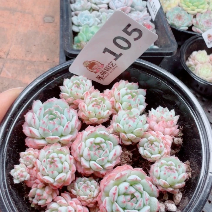 多肉植物多肉植物