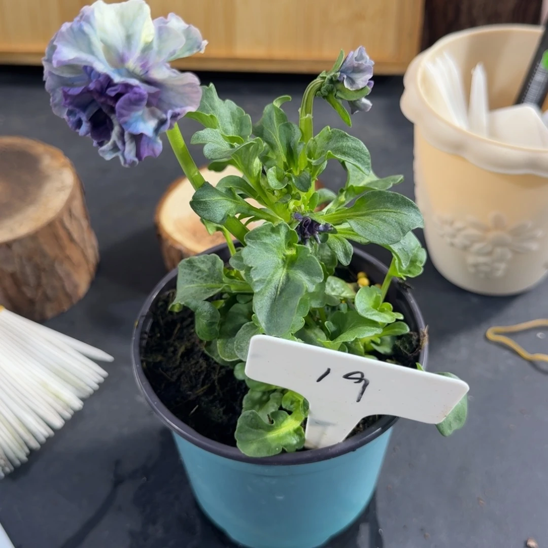 完全开放洛可可礼服19