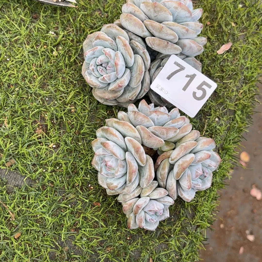 是***a715号新疆西藏内蒙古不包邮的