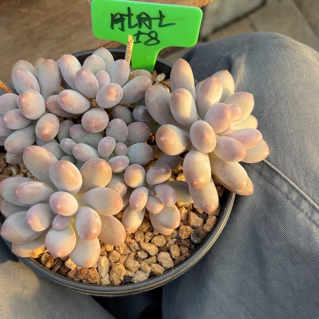 肚****七彩美人111111111111111