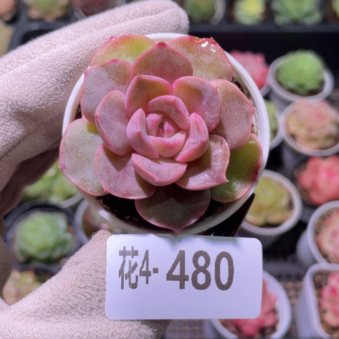 花利美4-480绯霞玉蝶