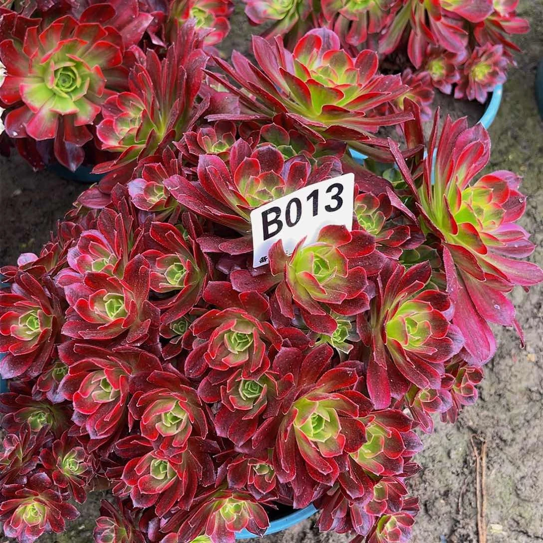 安娜14-48包邮法师