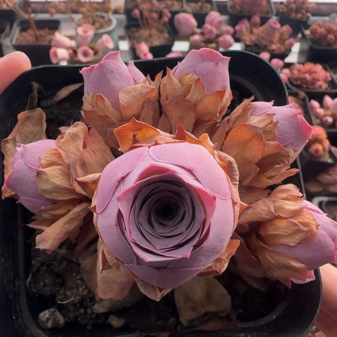 Y962半城玫瑰紫芙