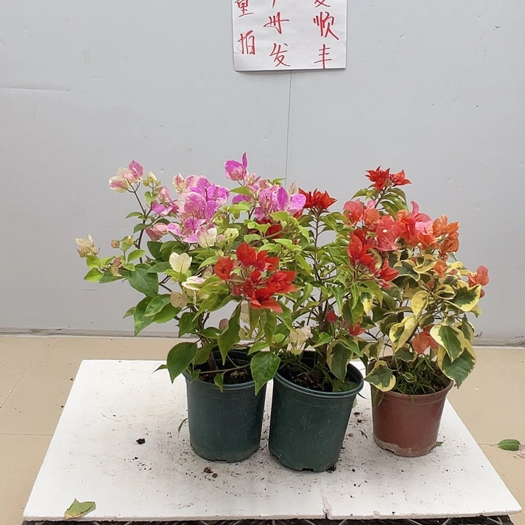 大部分花苞少量开放章红英，红桑巴，橙冰组合