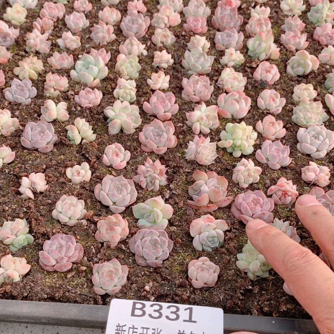 多肉植物精品切糕炸筐B331