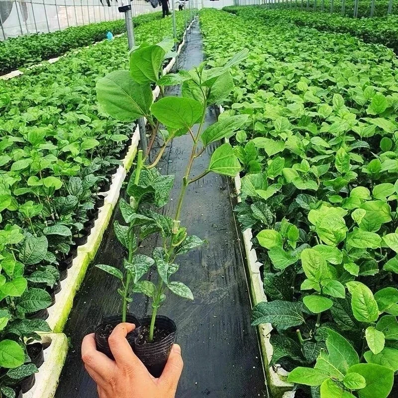 花园植物黄金9号嫁接苗爬藤不断四季可种适合家庭庭院盆栽地栽