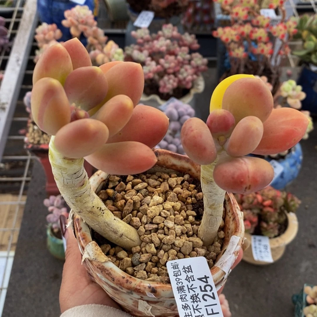 金蟾254-10c m多肉