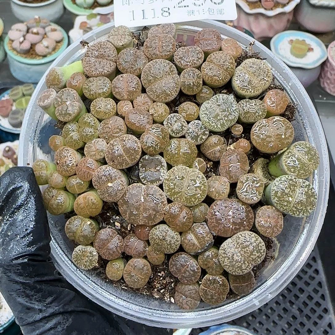 生石花满18包邮1118-296