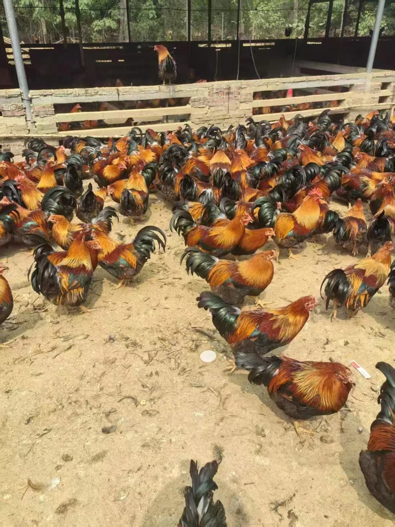 养足280天清远麻阉鸡杂粮喂养皮脆清远鸡肉弹