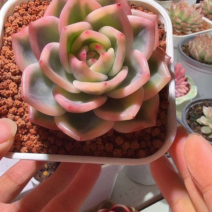 伊丽莎白锦多肉植物