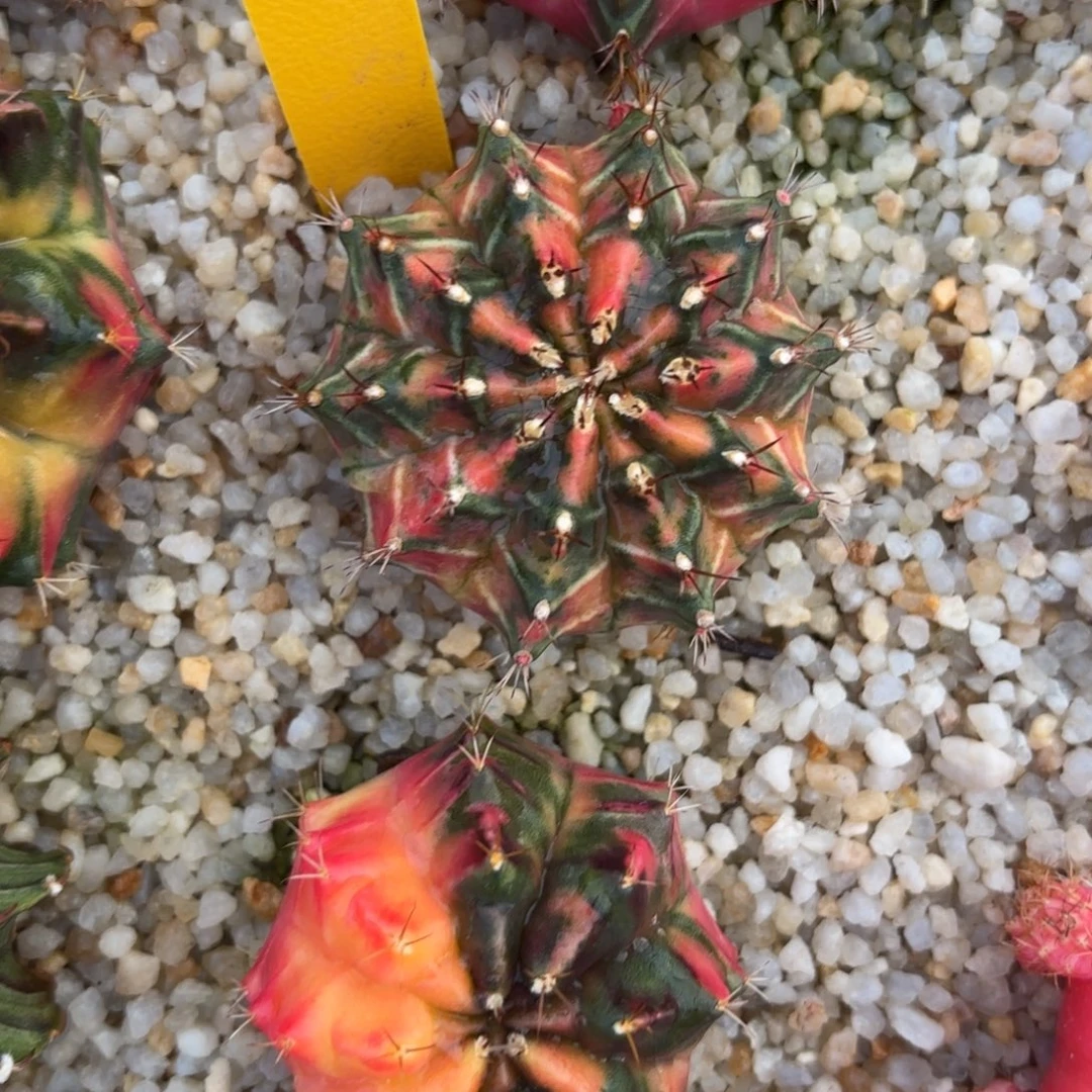 L554-1219泰国发货 daniao