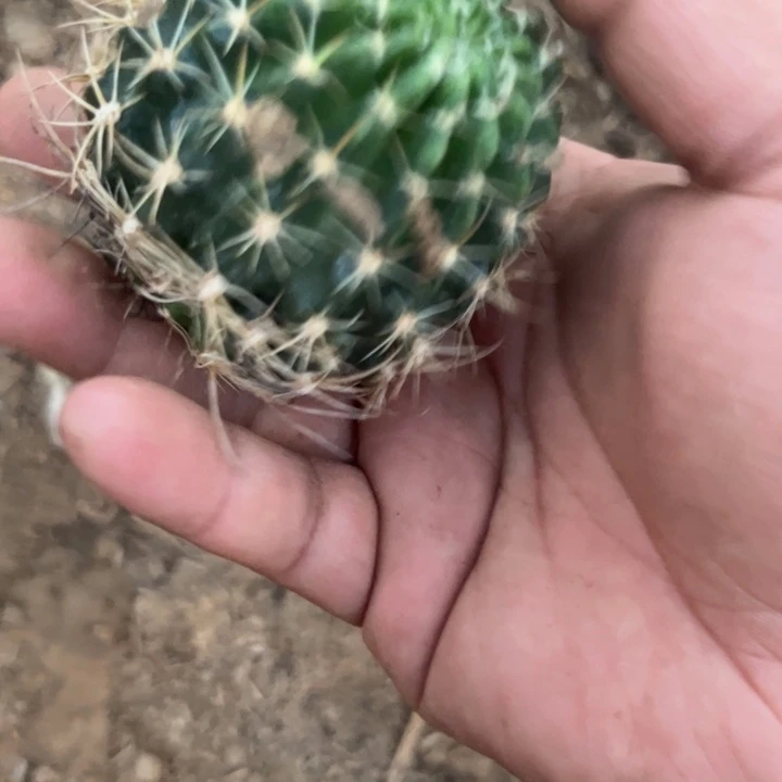 世界小姐丽花无根侧芽