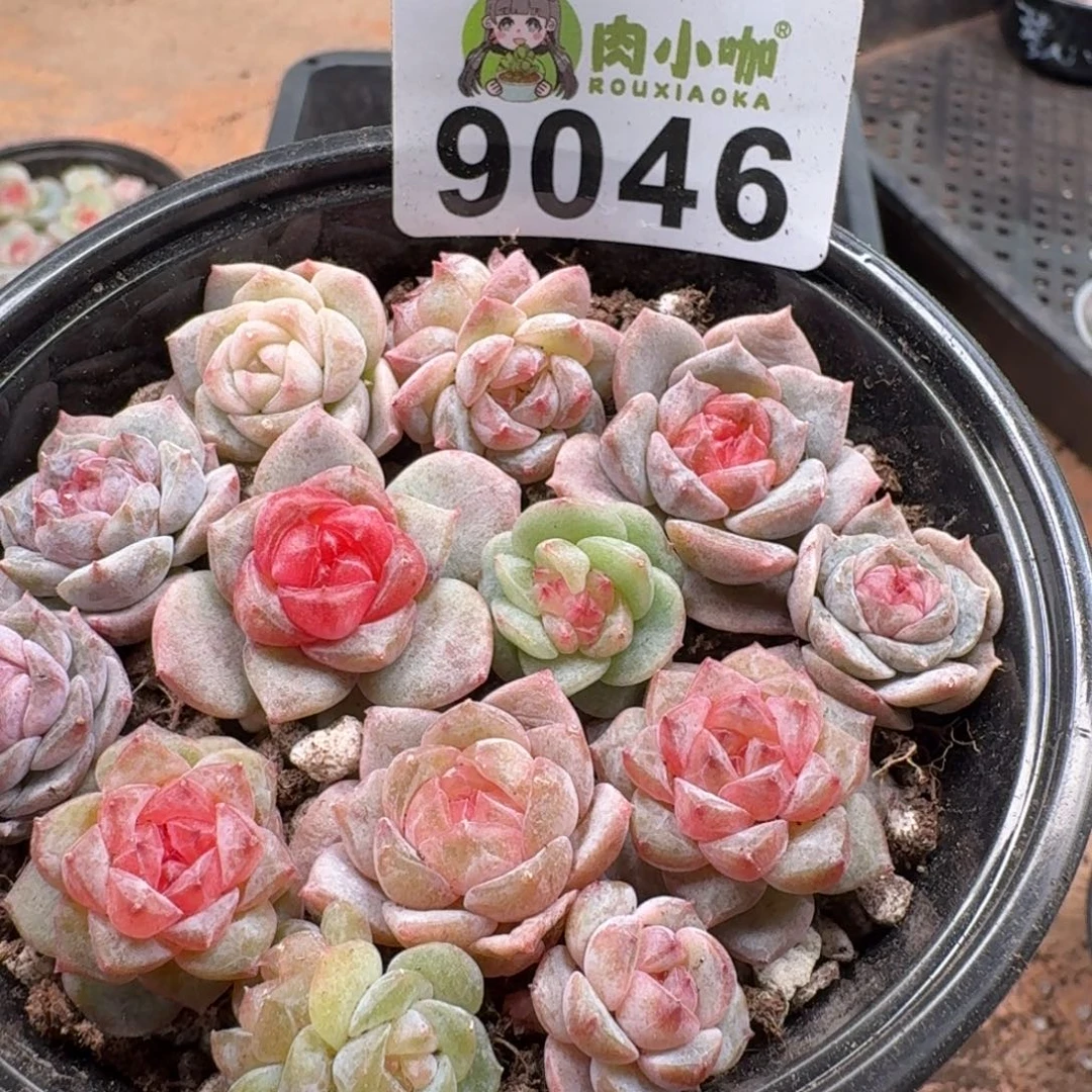 多肉植物多肉植物