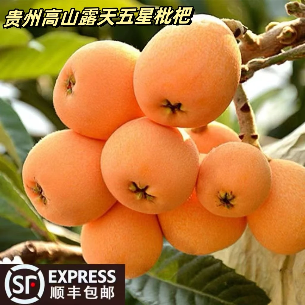 顺丰包邮正宗贵州高山露天新鲜五星枇杷产地直采新鲜香甜水果多汁