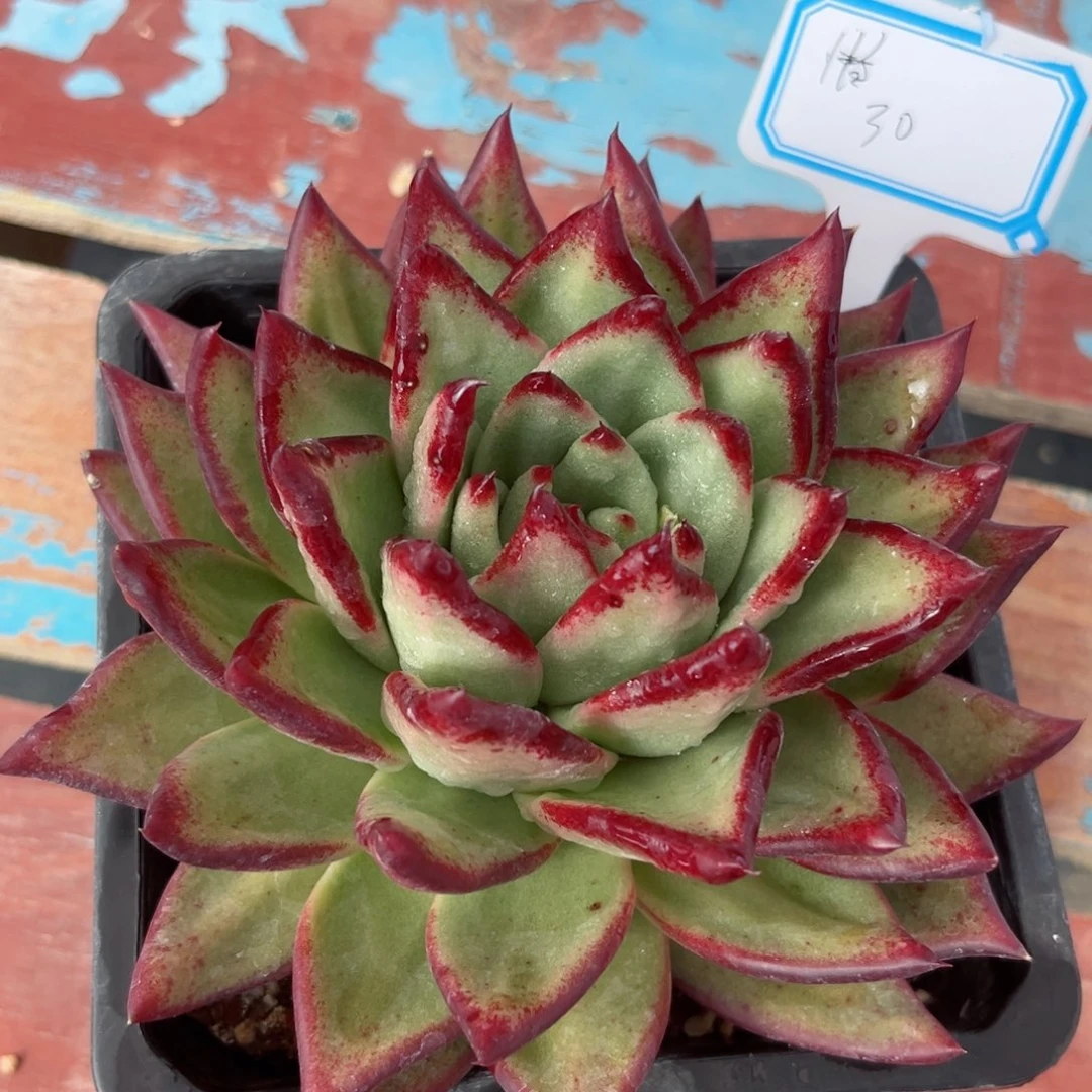 多肉植物一物一拍