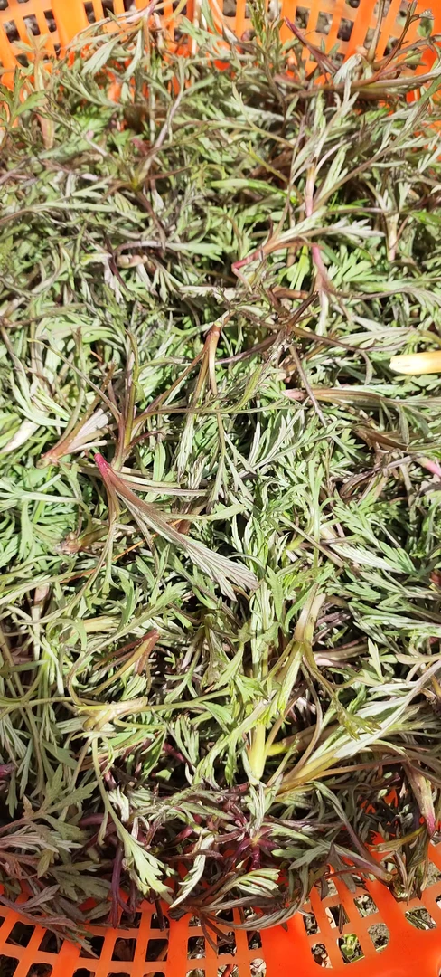 东北野生柳蒿芽新鲜现挖蘸酱菜