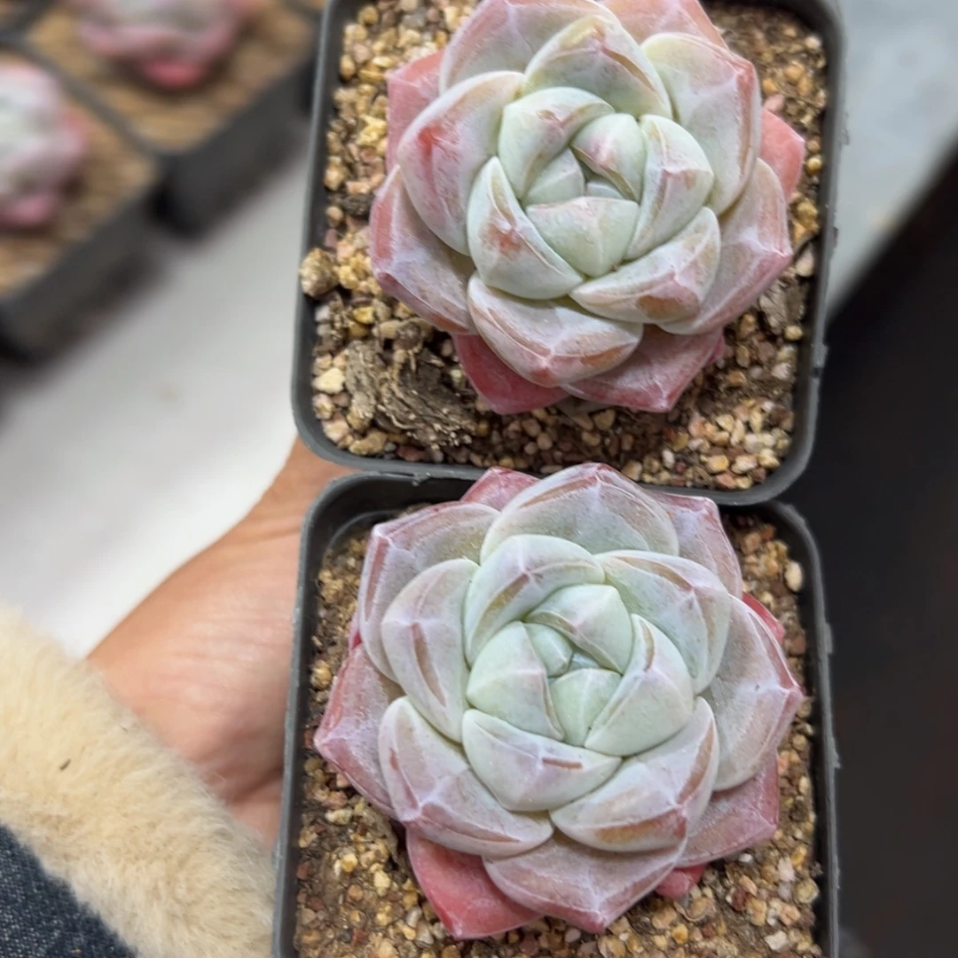 精品收藏级单头2棵冰玉包邮