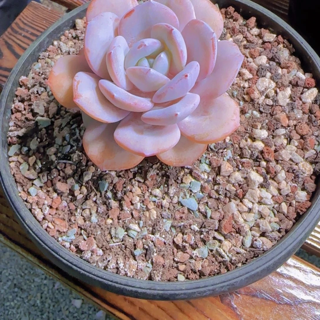 血***醒奶茶老桩多肉植物一物一拍