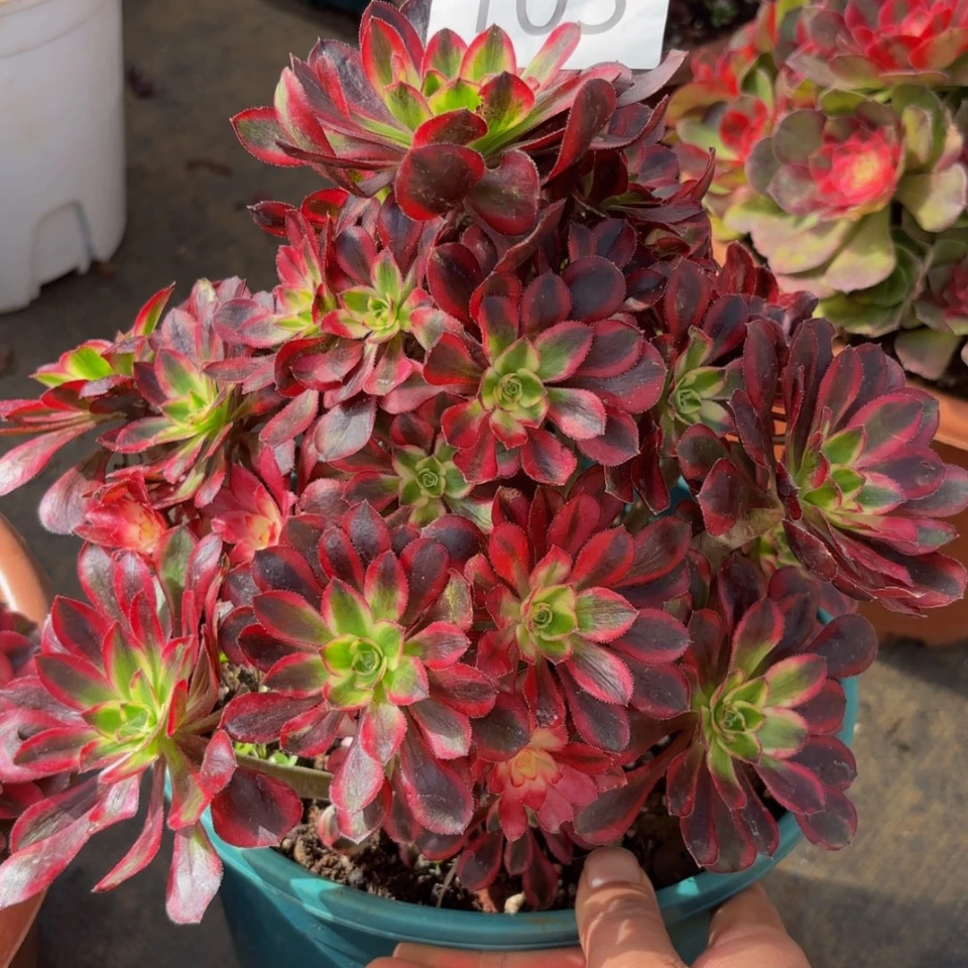 103多肉植物冰激凌