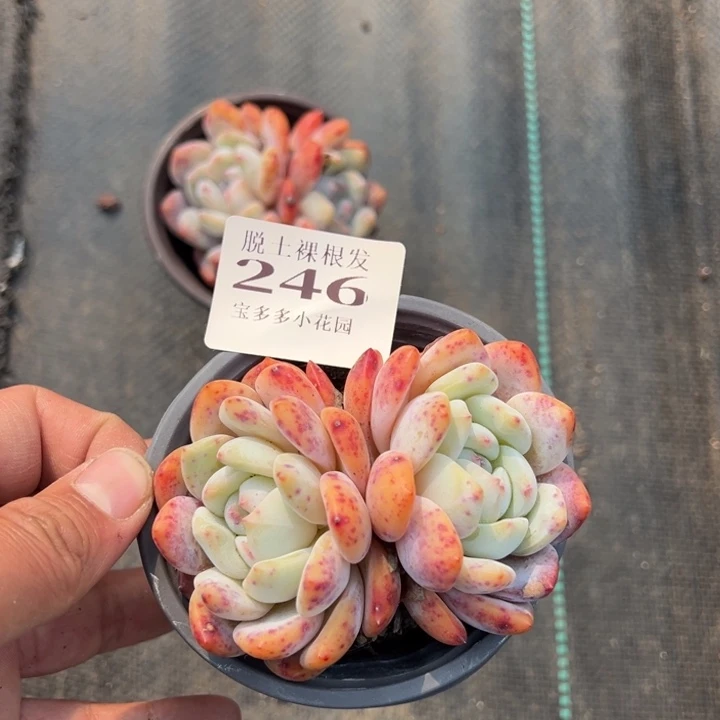 一****子梦露双头一颗量拍多肉满20包邮下午发