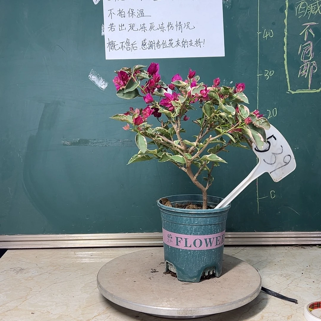 完全开放  造型  蓝月亮  539