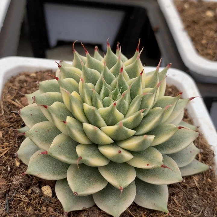 银星锦锦上园艺一物一拍